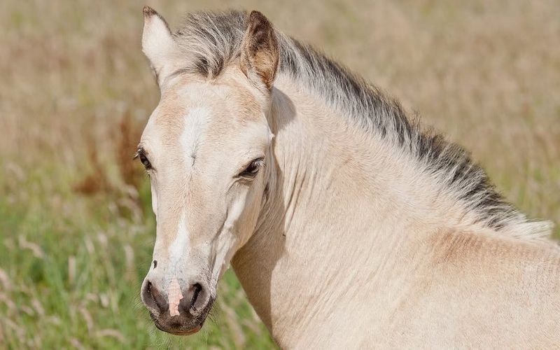 Welsh Pony