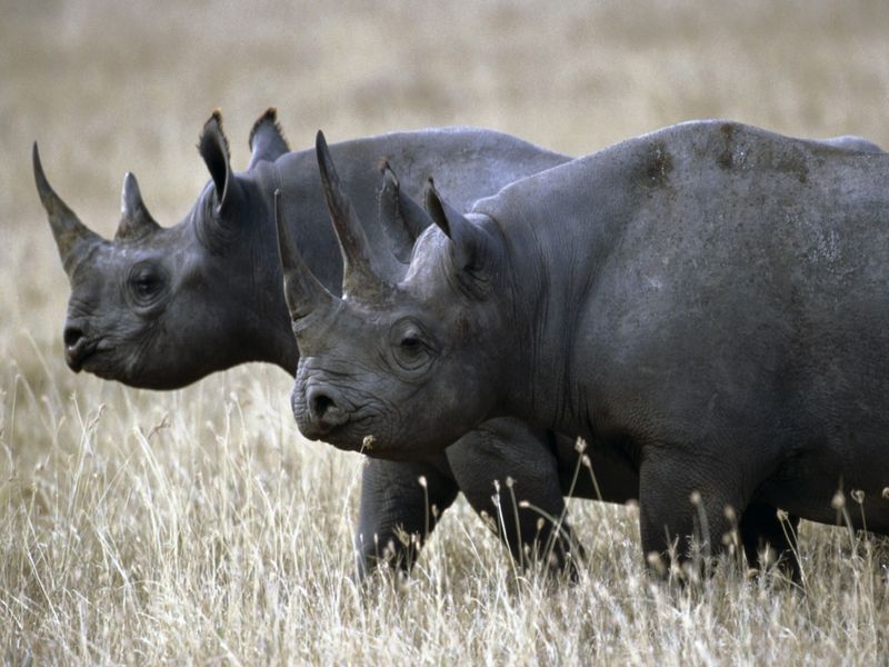 West African Black Rhinoceros