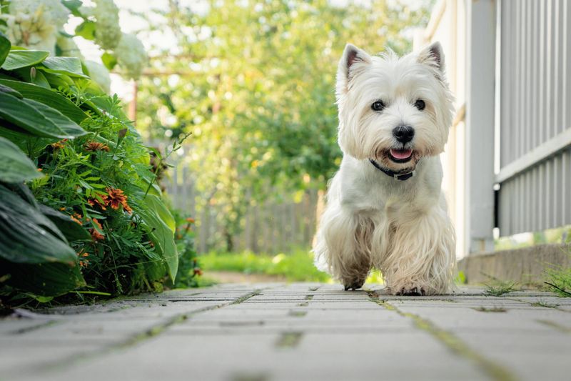 West Highland White Terrier