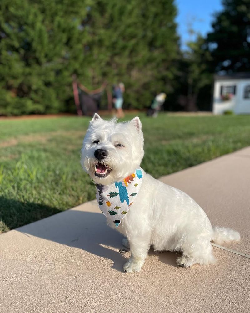 West Highland White Terrier