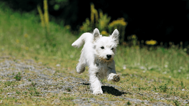 West Highland White Terrier