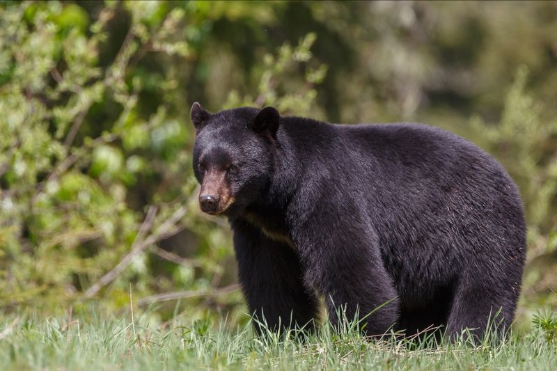 West Virginia's Black Bear