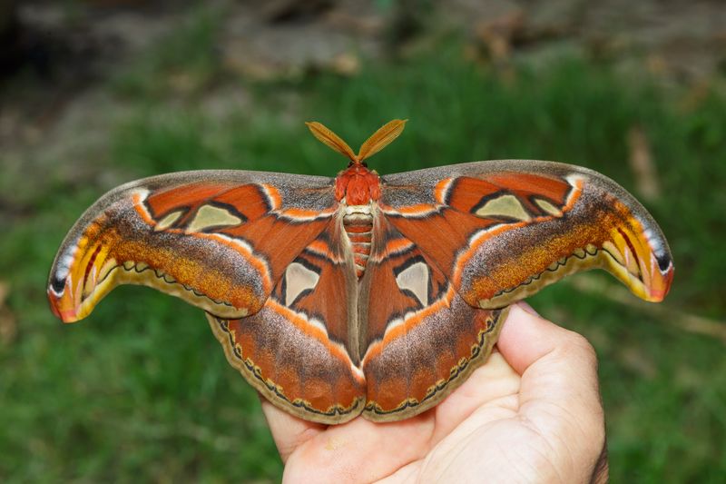 West Virginia's Giant Atlas Moth