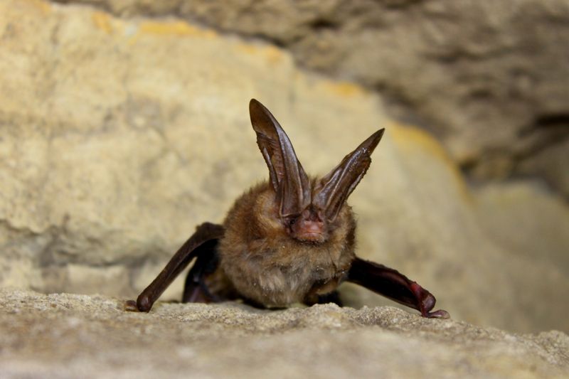 West Virginia's Mountain Bats