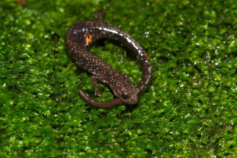 West Virginia's Forest Phantom: Cheat Mountain Salamander