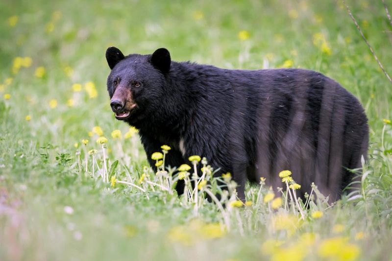 West Virginia Bear