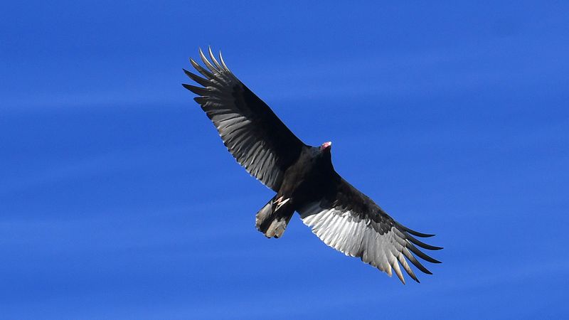 West Virginia - Black Vulture