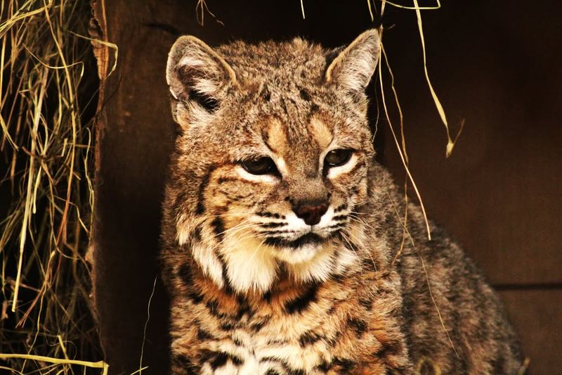 West Virginia - Bobcat