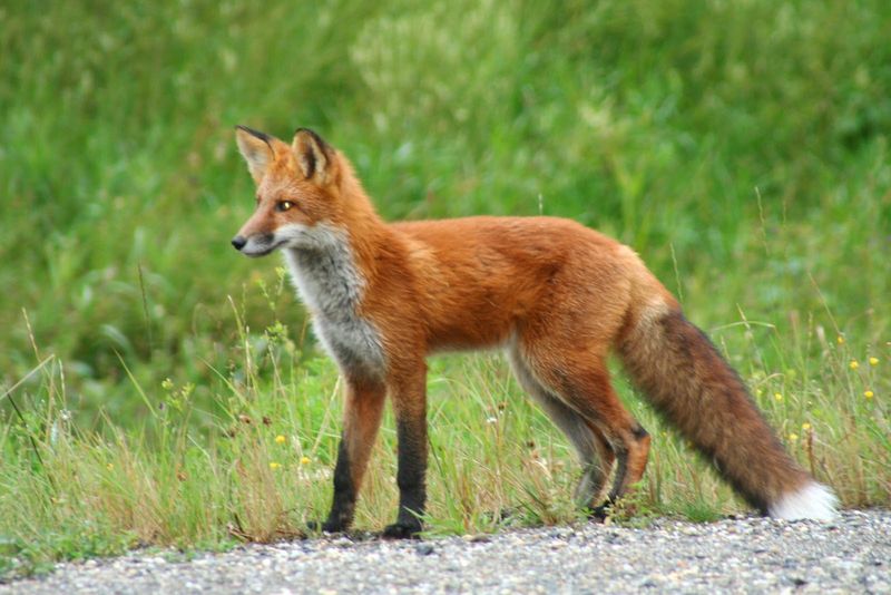 West Virginia: Red Fox