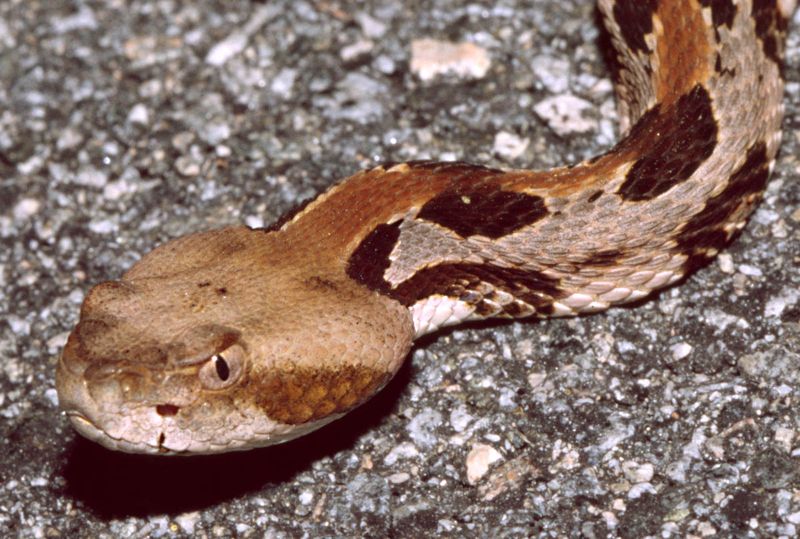 West Virginia - Timber Rattlesnake