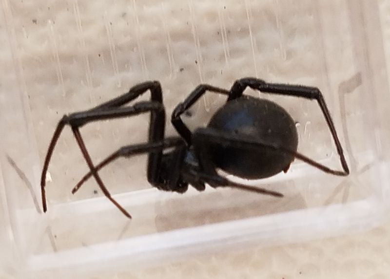 Western Black Widow in Nevada