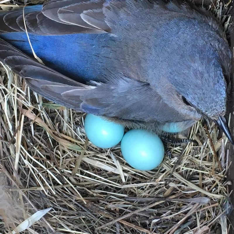 Western Bluebird