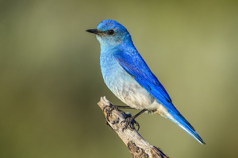 Mountain Bluebird