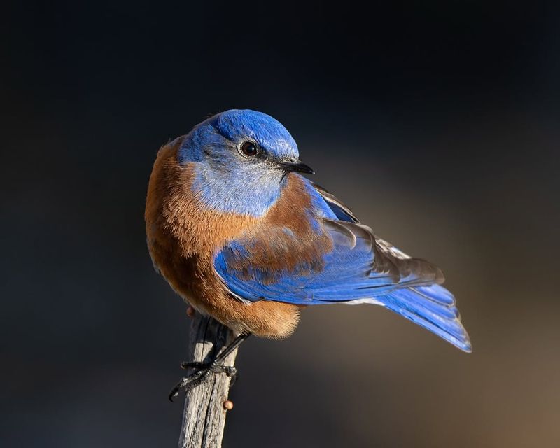 Western Bluebird