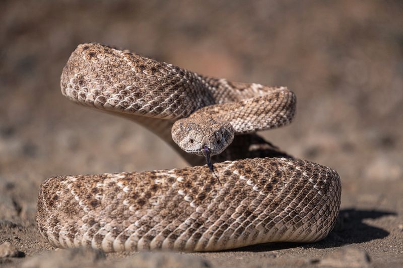 Western Diamondback Rattlesnake - Texas