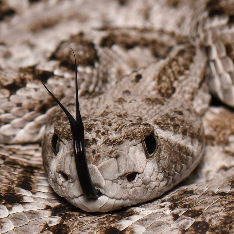 Western Diamondback Rattlesnake