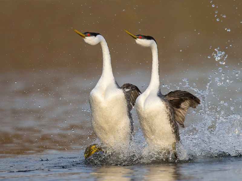 Western Grebe