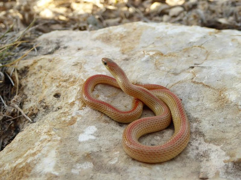 Western Ground Snake