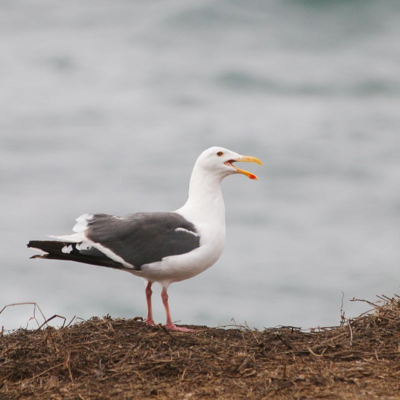 Western Gull