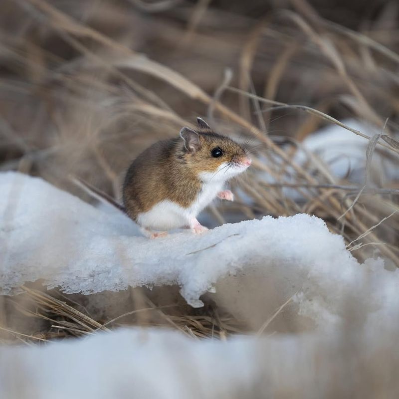 Western Harvest Mouse