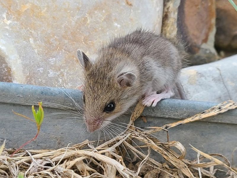 Western Harvest Mouse