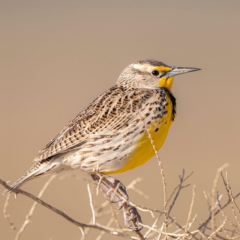 Western Meadowlark