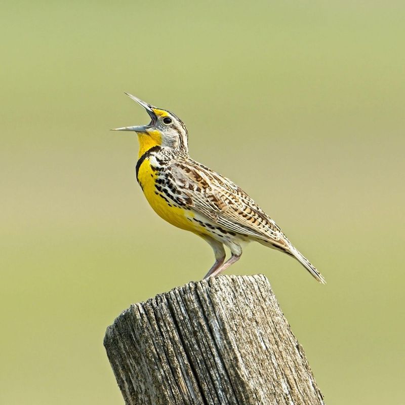 Western Meadowlark