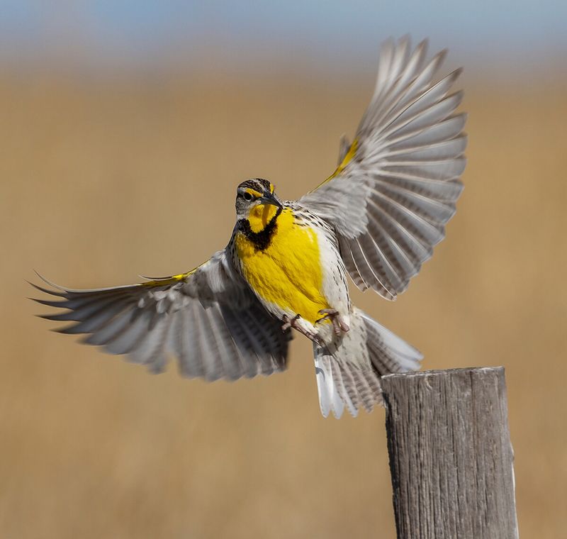 Western Meadowlark in Kansas