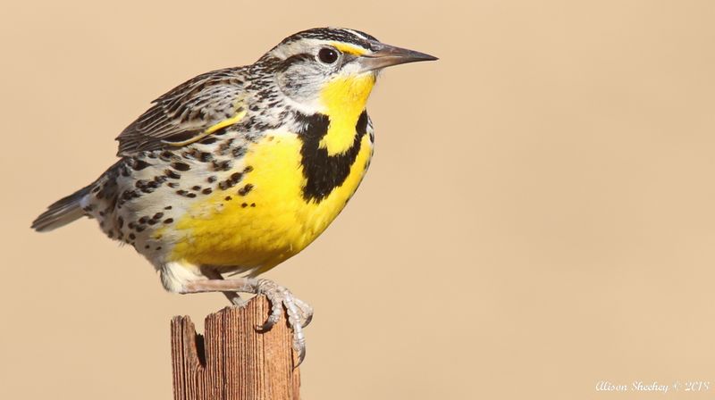 Western Meadowlark