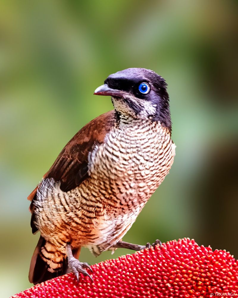 Western Parotia