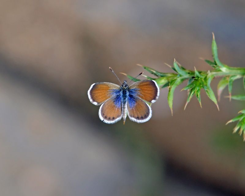 Western Pygmy Blue Butterfly