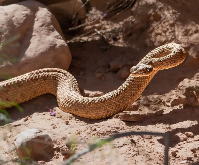 Western Rattlesnake