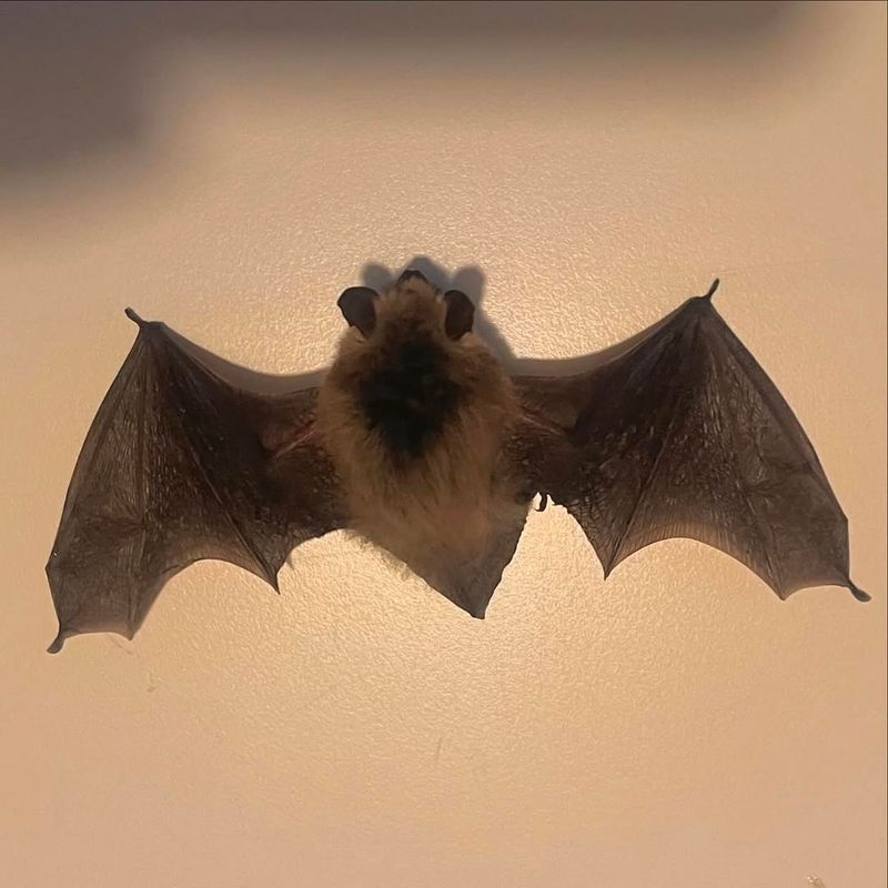 Western Small-footed Bat