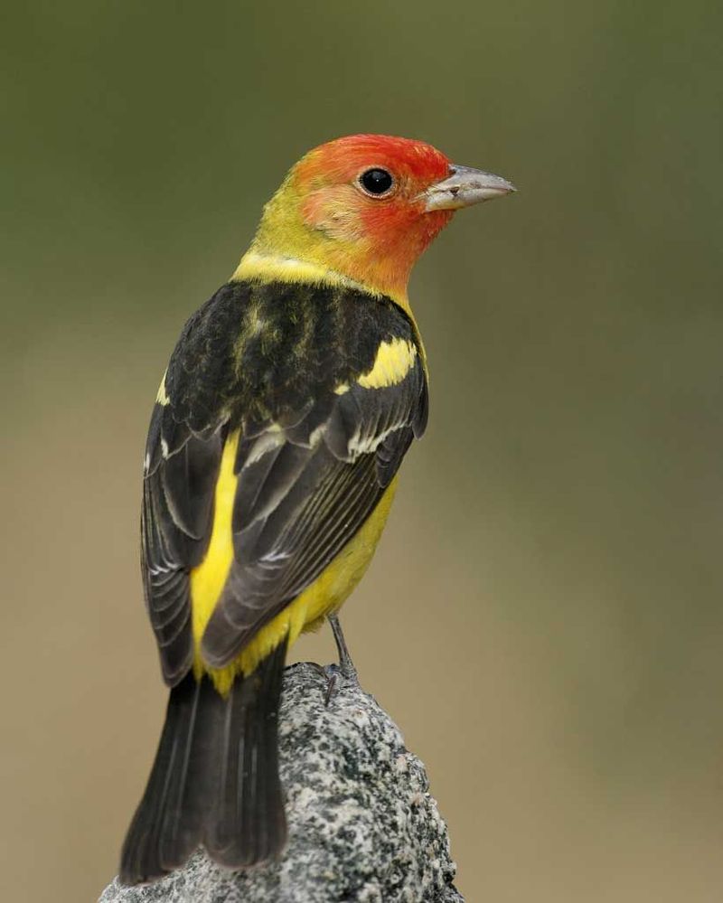 Western Tanager