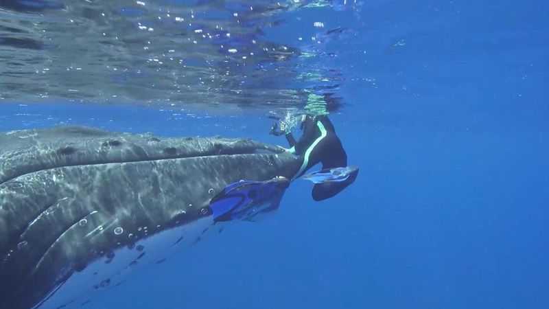 Whale Protects Diver from Shark