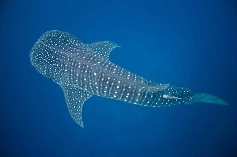 Whale Shark