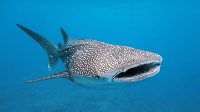 Whale Shark