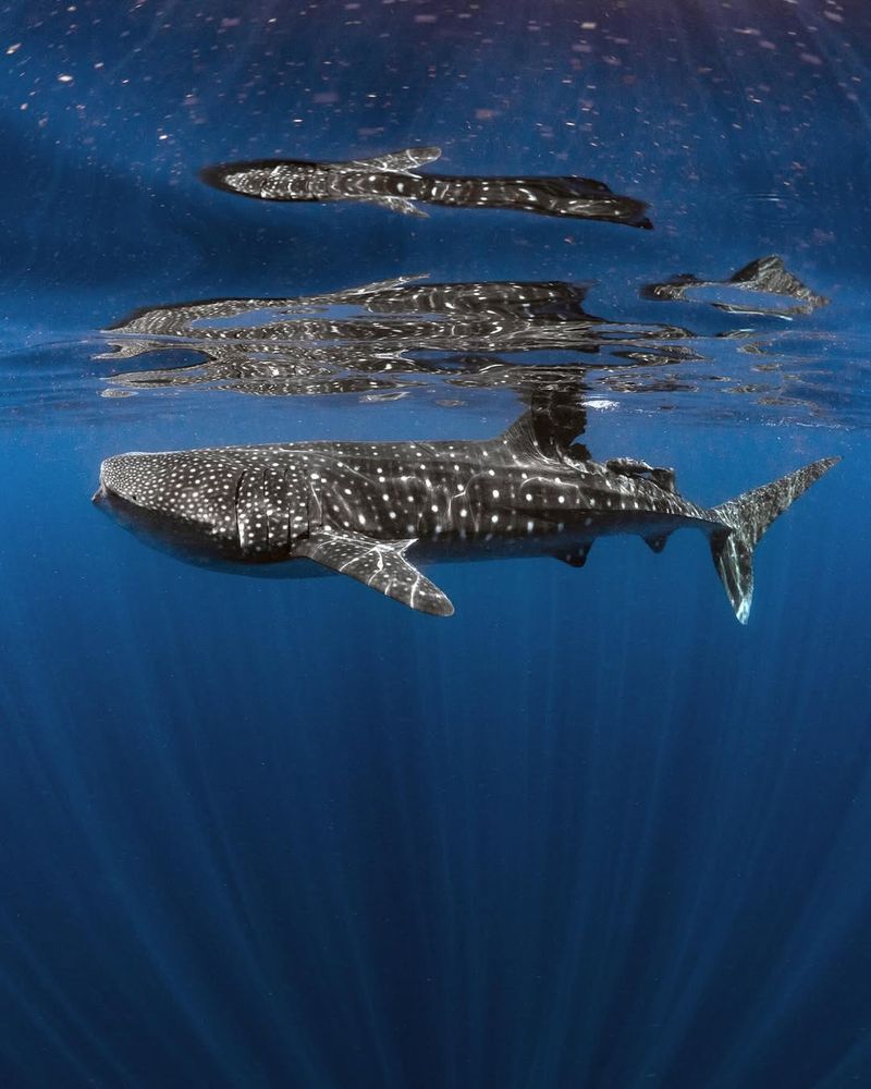 Whale Shark