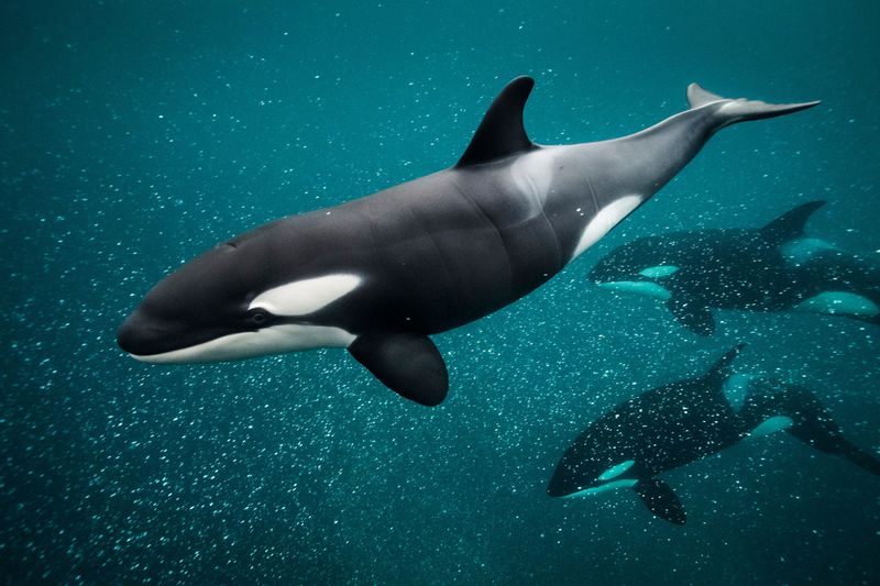 Orca