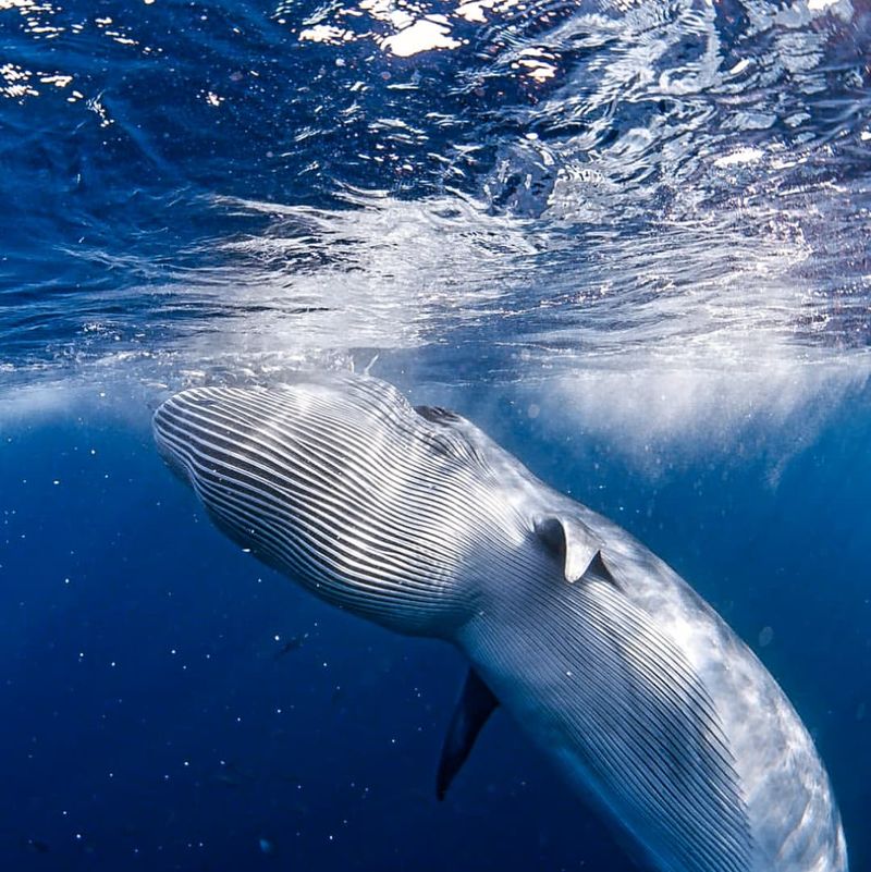 Fin Whale