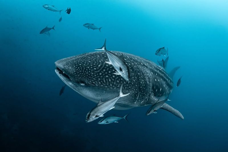 Whale Shark