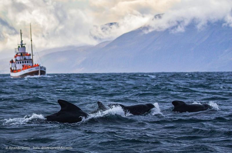 Whale Watching In Iceland