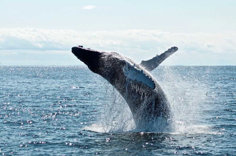 Whales and Their Role in the Ecosystem