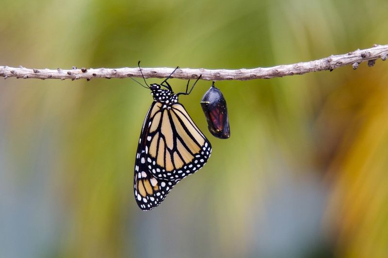 What Affects a Butterfly’s Life Span?