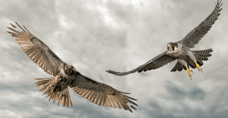 What Are The 10 Differences Between A Hawk And A Falcon