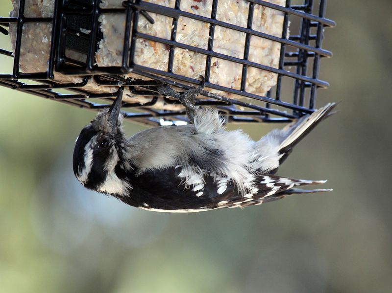 What Birds Are Attracted to Suet?