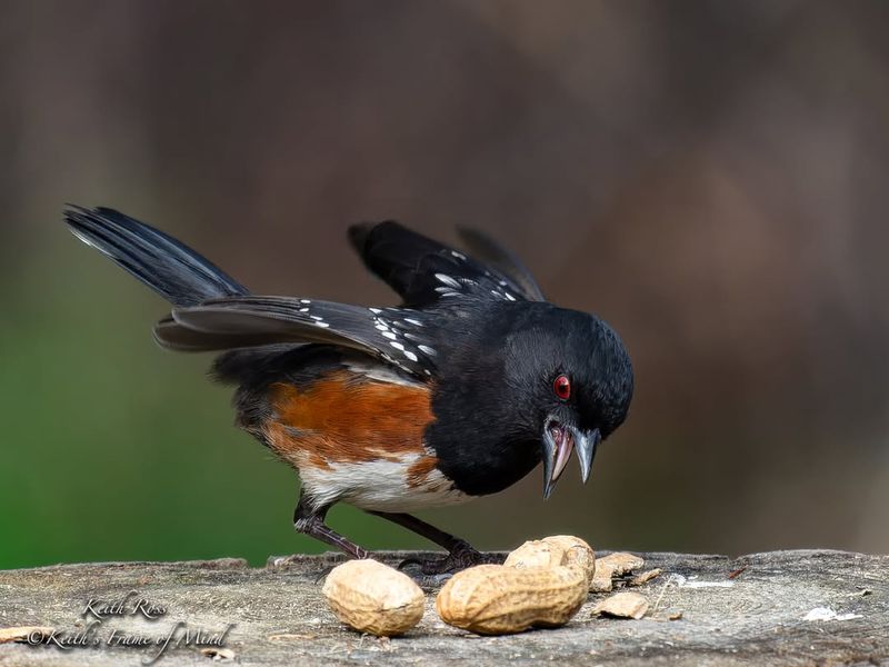 What Do Eastern Towhees Eat In The Wild?