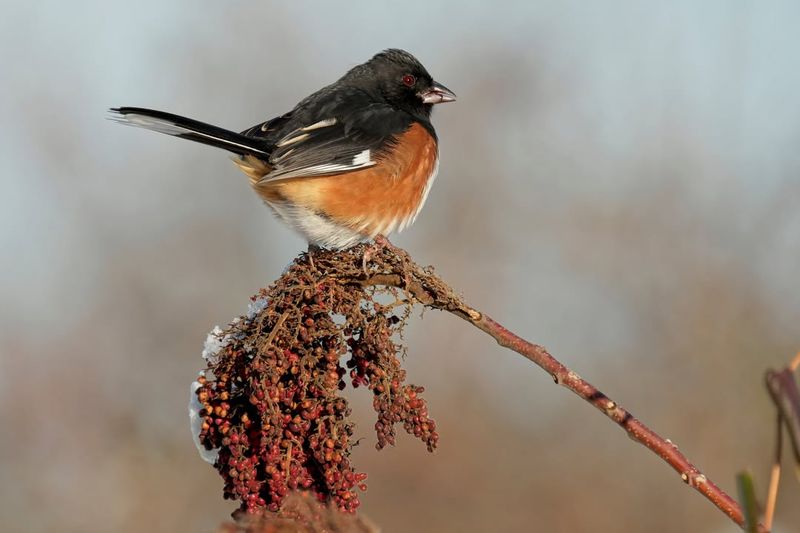 What Does An Eastern Towhee Look Like?