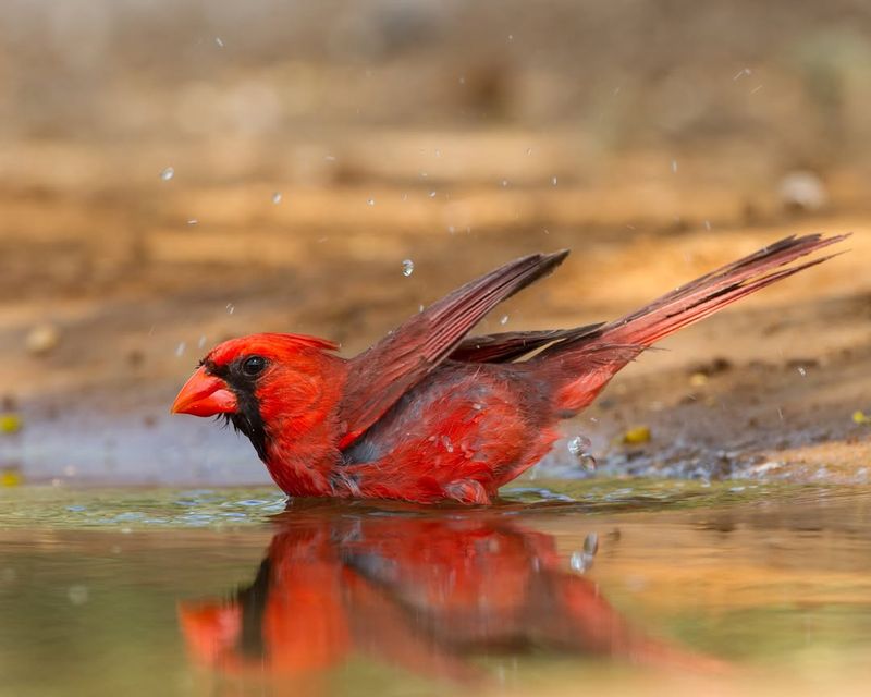 What Experts Say About the Cardinal’s Symbolism in Dreams