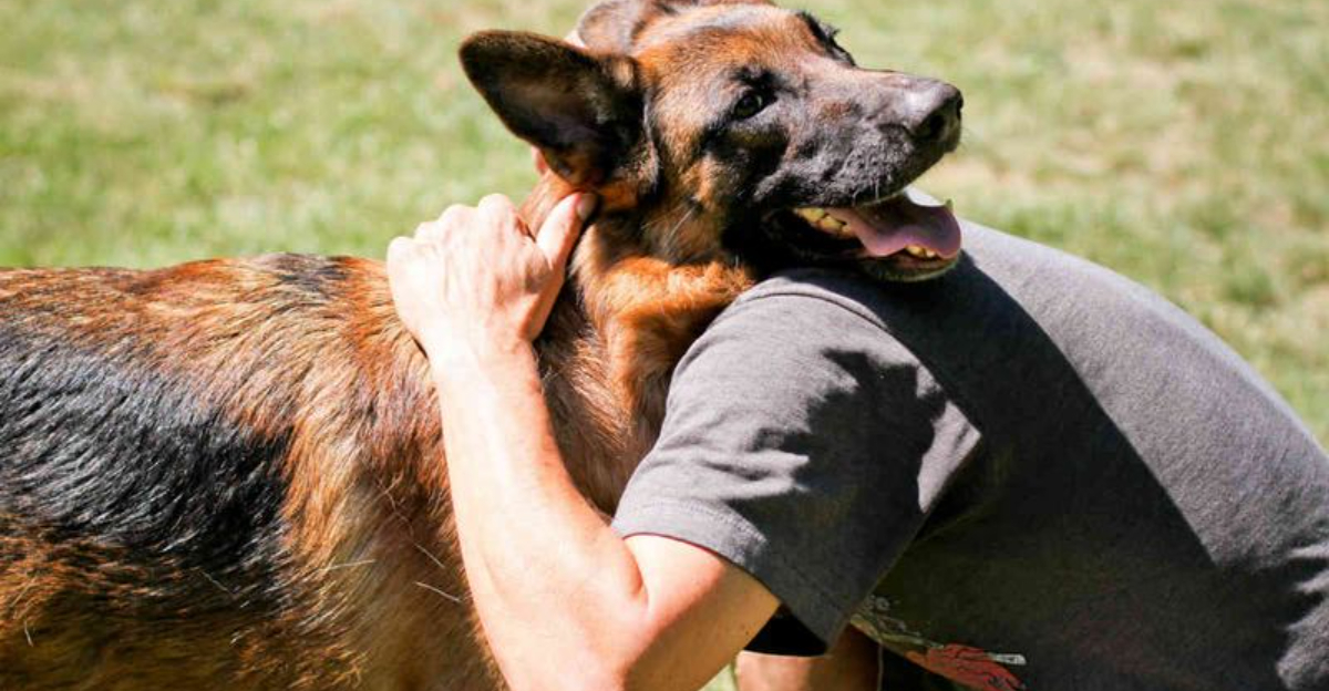 What Owning A German Shepherd Says About Your Personality